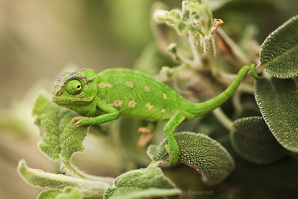 Green Chameleon On Sage Plant