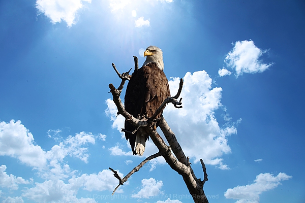 Bald Eagle Perched On Branch Against Sky Background