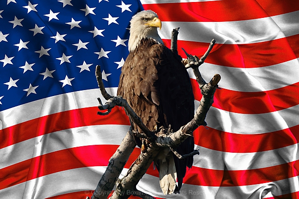 Bald Eagle With American Flag