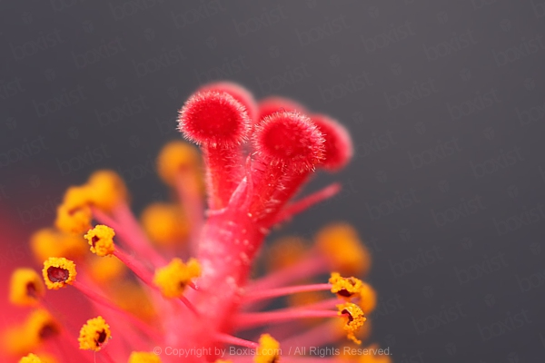 Tiny Rosemallows Flower