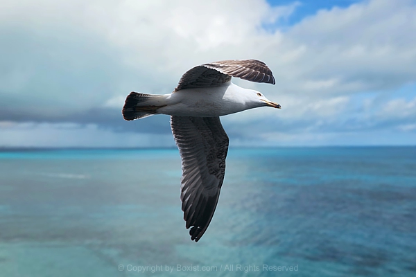 Seagull In Flight With Ocean View