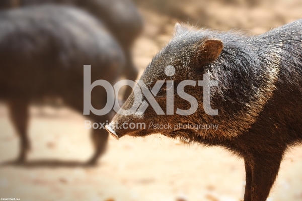 Collared Peccary