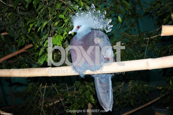 Crowned Pigeons Perched on Branch