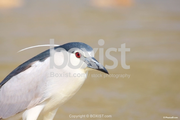 Curious Black Crowned Heron Bird