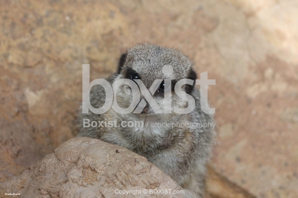 Curious Meerkat