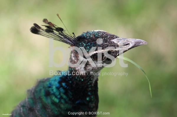 Curious Peafowl