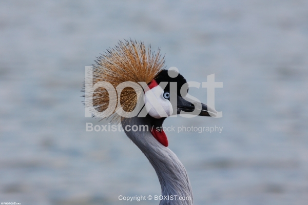 Head of Grey Crowned Crane