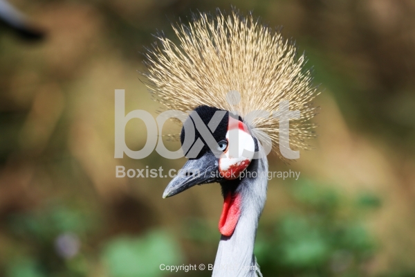 Head Portrait of Grey Crowned Crane
