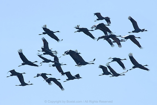 Flock Of Sandhill Cranes In Flight Silhouetted Against Bright Sky