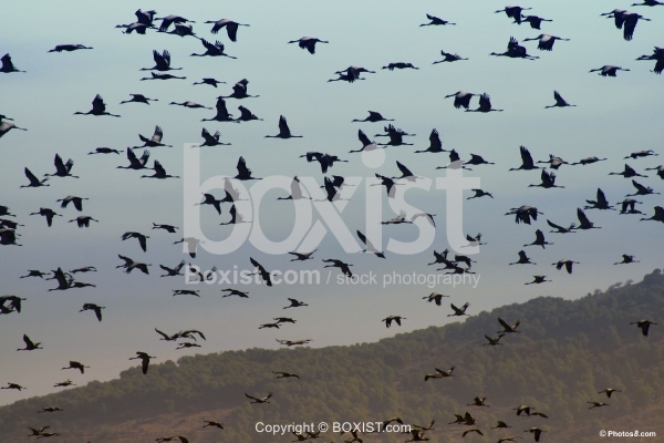 Flock of Whooping Cranes Flying